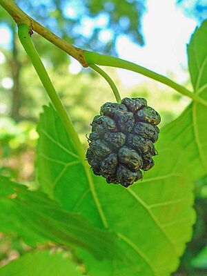 Morus nigra 001