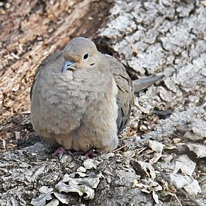 Mourning dove mariner point park 1.8.23 DSC 8609