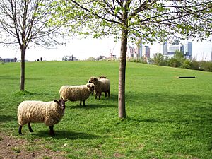 Mudchute Park and Farm, London Borough of Tower Hamlets, E14 (2469279646)