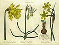 Narcissi Encylopaedia Londinensis