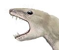 Pachygenelus