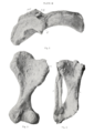 Panoplosaurus limb CMN 2759