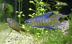 Paradise fish female and male 02