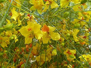Parkinsonia aculeata flowers 3