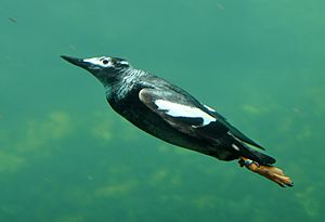 Pigeon Guillemot underwater in Living Coasts