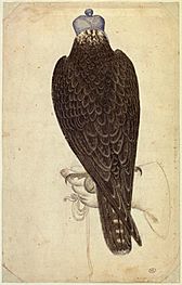 Pisanello, falcone, cabinet des dessins INV 2453