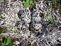 Pluvialis dominica eggs and nest