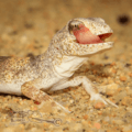 Ptenopus carpi Carp's barking gecko licking eye Chantelle Bosch