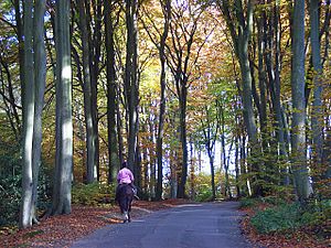 Pullingshill and Hollowhill Woods - geograph.org.uk - 605038.jpg