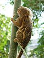 Pygmy marmoset (Cebuella pygmaea) climbing tree