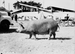 Queensland State Archives 1693 Champion Tamworth sow 1951