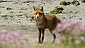Red Fox (Vulpes vulpes) (1)