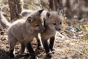 Red fox kits (40215161564)