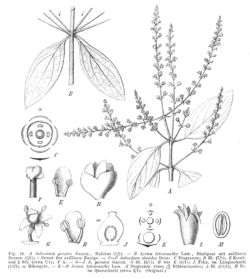 Salvadoraceae spp EP-IV2-010