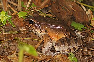 Savage's thin-toed frog (Leptodactylus savagei).jpg