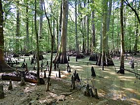 Scene cypress swamp Roanoke River NWR Kristie Gianopulos (31).jpg