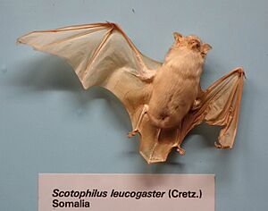 Scotophilus leucogaster - Museo Civico di Storia Naturale Giacomo Doria - Genoa, Italy - DSC02555.JPG
