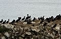 Seabirds on Marsden Rock - geograph.org.uk - 918270