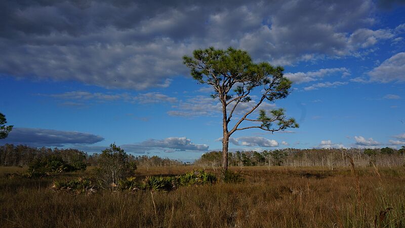 Slash Pine in the Prairie