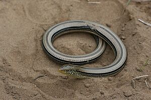 Slender Glass Lizard (Ophisaurus attenuatus)