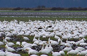 Snow Geese in Fir Island field - 2009