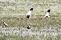 Sociable Lapwing (Vanellus gregarius) (8079444215)
