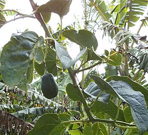 Solanum sibundoyense fruit, immature, parthenocarpic, Meadows collection, Helensville, Auckland Dec 2012.jpg