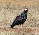 Southern bald ibis 2016 05 11
