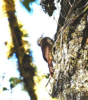 Spot-crowned Woodcreeper