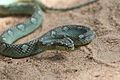 Sri Lanka Green Pit Viper head detail