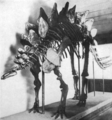 Stegosaurus ungulatus skeleton peabody museum 1910