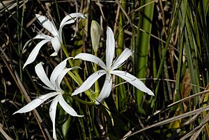 Swamp Lily-003