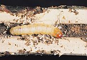 Synanthedon tipuliformis larva