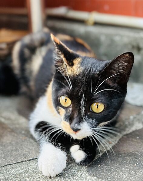 Taiwanese Dominantly Black Calico Cat