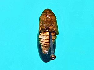 Tortricidae - Cydia pomonella (pupa)
