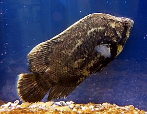 Tripletail Lobotes surinamensis.jpg