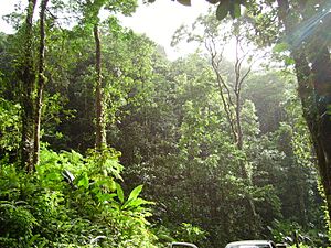 Tropical forest