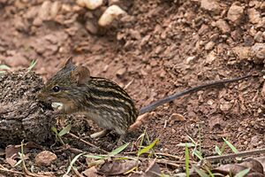 Typical striped grass mouse (Lemniscomys striatus).jpg