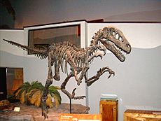 Utahraptor ostrommaysi skeleton.JPG