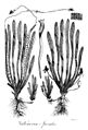 Vallisneria spiralis Erasmus Darwin 1789