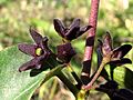 Vencetósigo negro - Vincetoxicum nigrum (15060096286)