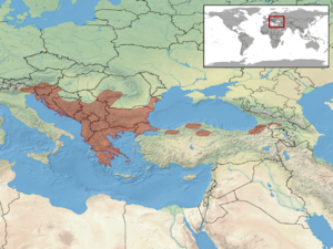 Vipera ammodytes distribution (including V. a. transcaucasiana)