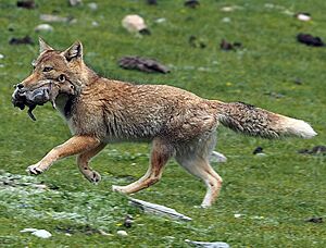 Vulpes ferrilata 367800858 (cropped)