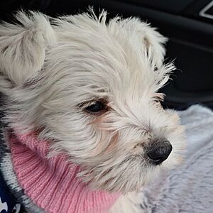 Warmly Clothed Westie Puppy