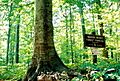 Warrenwoods