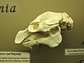 West Indian Manatee Skull