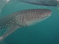 Whale Shark Botubarani Gorontalo