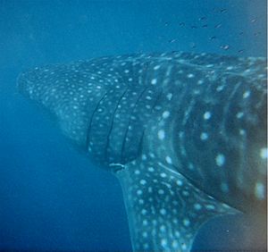 Whale shark Australia