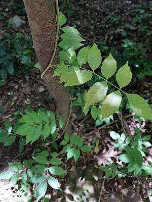 Wisteria frutescens leaves