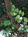 Wisteria frutescens leaves